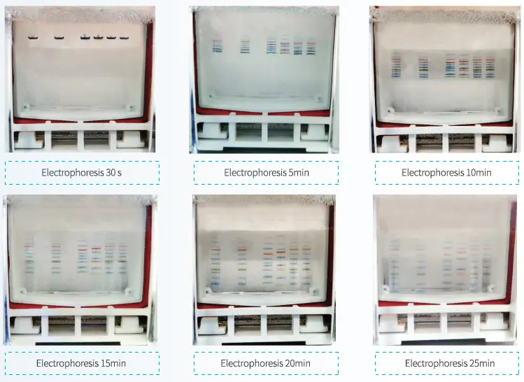 BioSci™ Protein Gel Kit 1.webp